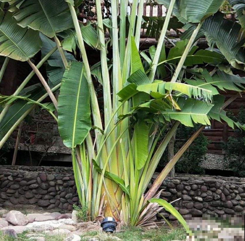 高大威猛的旅人蕉,室内养一盆,热带风情满满! 高大威猛的旅人蕉,室内养一盆,热带风情满满!