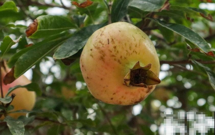 5种水果盆栽，秋天种刚好，果子能结一大片！