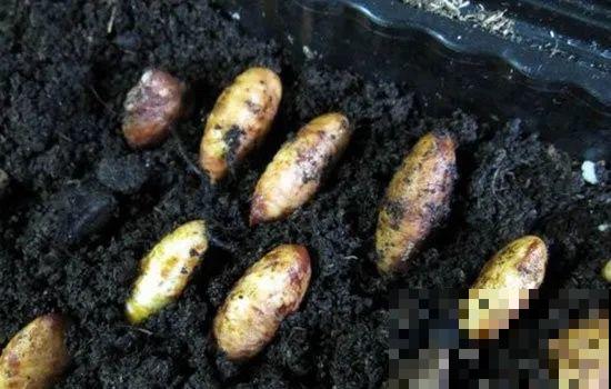 西红柿、玉米……埋土里，7天长成小森林，结出果子一大筐！