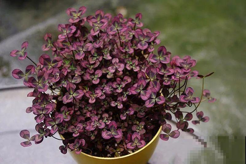 这花被人工培育了,叶子变异后,可以这么美! 这花被人工培育了,叶子变异后,可以这么美!