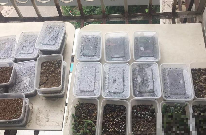 开花的仙人球,刷一下、结籽千千万,撒土里冒一盆苗! 开花的仙人球,刷一下、结籽千千万,撒土里冒一盆苗!