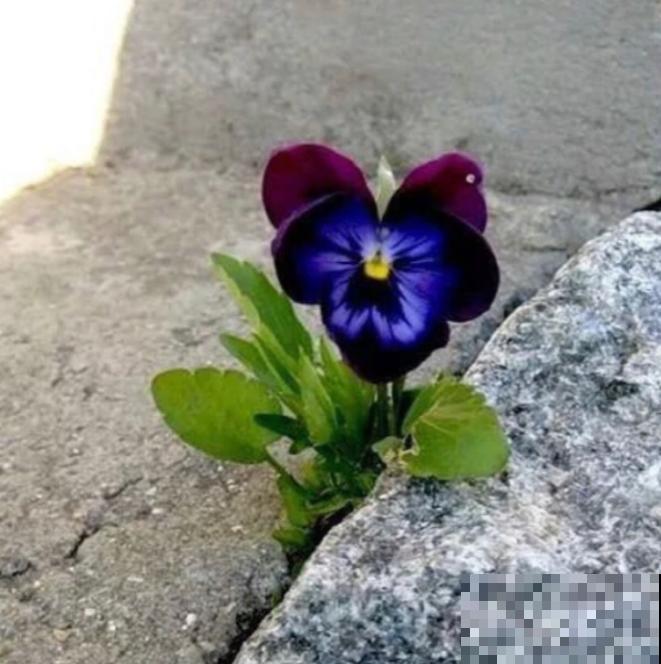 石缝间开出来的花,一点土都没有,生命力太强悍! 石缝间开出来的花,一点土都没有,生命力太强悍!