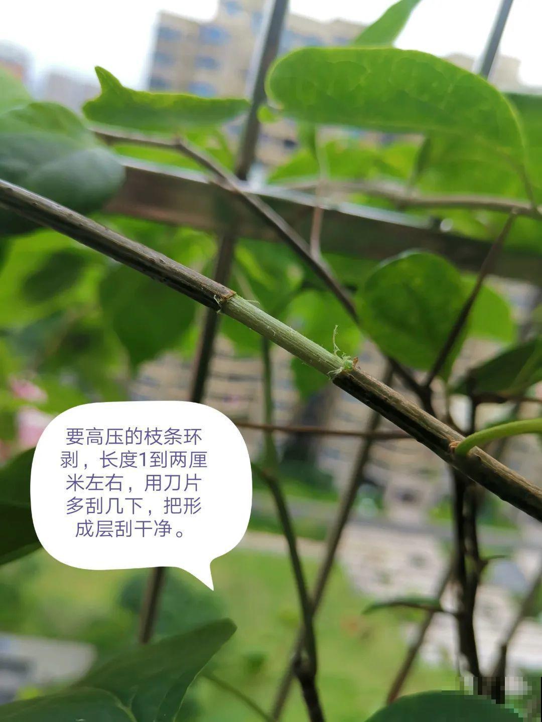 枝条不用扦插也能繁殖，环割一圈裹上土，塑料袋一包就能长根