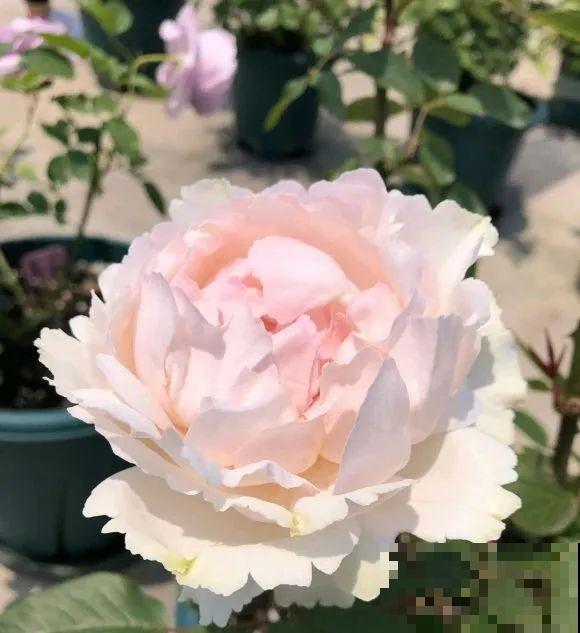 我在公司养300盆花，老板没批评，还帮忙拍照！