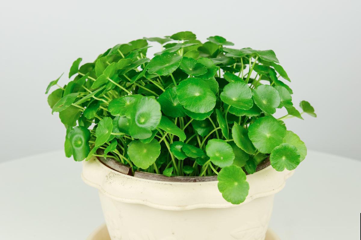 铜钱草发黄还蔫儿？剪几刀，叶子大还绿油油！