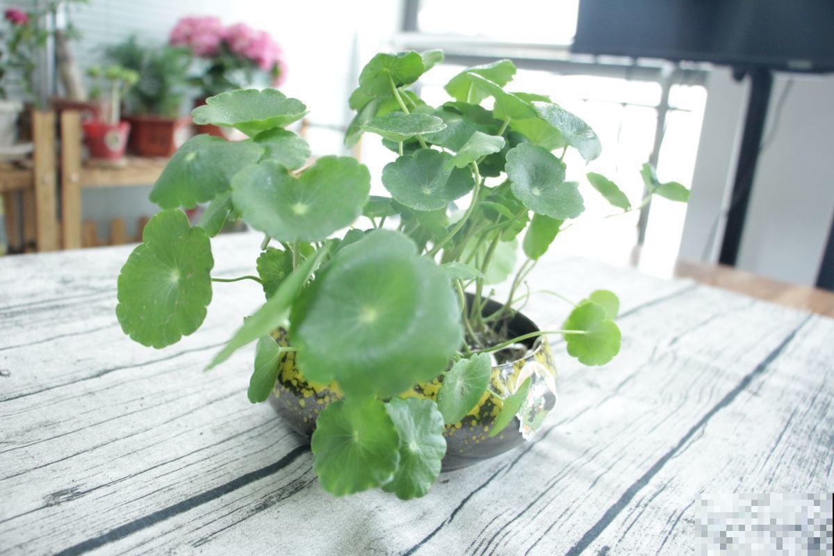 铜钱草发黄还蔫儿?剪几刀,叶子大还绿油油! 铜钱草发黄还蔫儿?剪几刀,叶子大还绿油油!