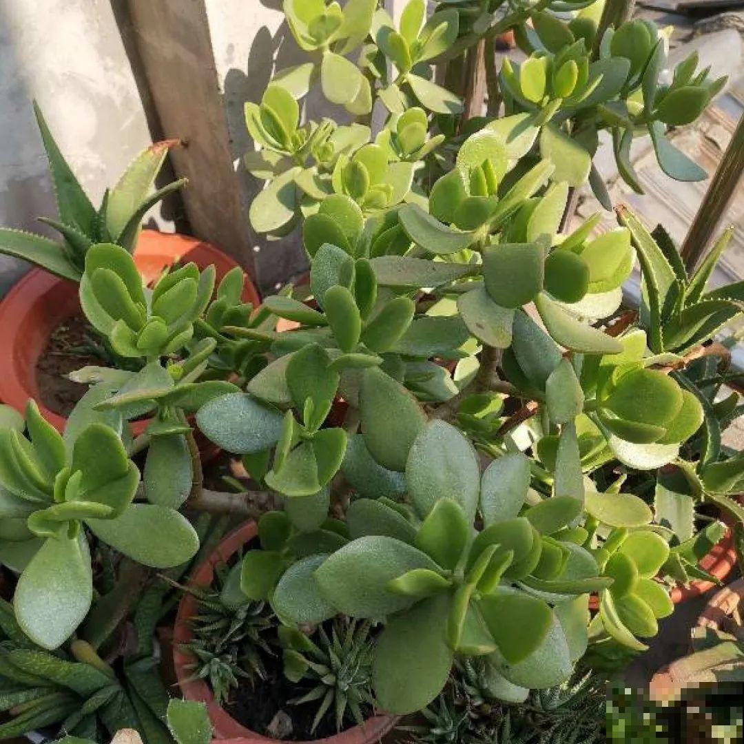 看图猜花名，100道题，测你的养花天分！