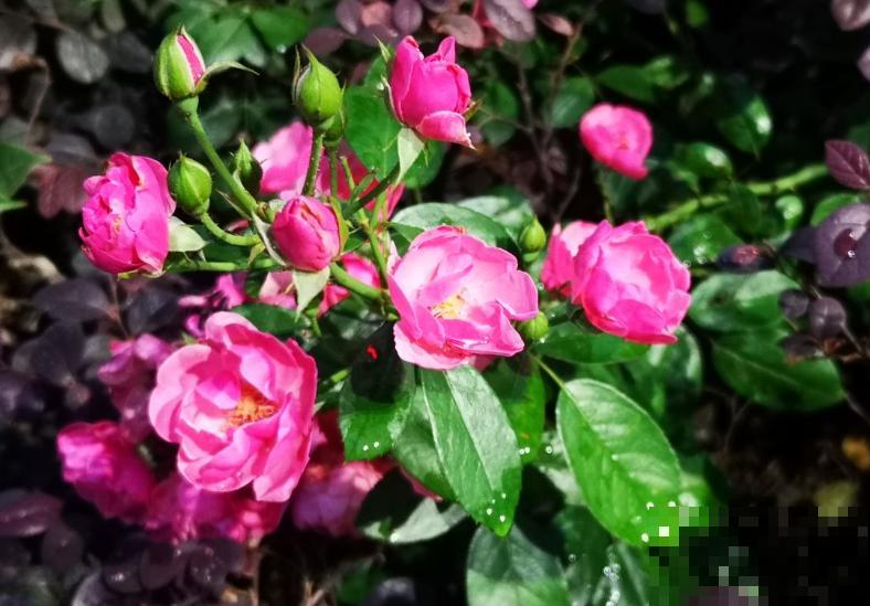 一句诗一种花,根据诗句猜花名,全猜对的是个文化人 一句诗一种花,根据诗句猜花名,全猜对的是个文化人