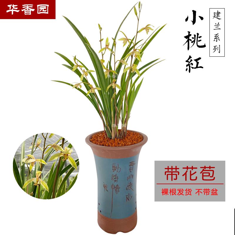 这些花都有一个共同的品种名,买花时,不要搞混了! 这些花都有一个共同的品种名,买花时,不要搞混了!