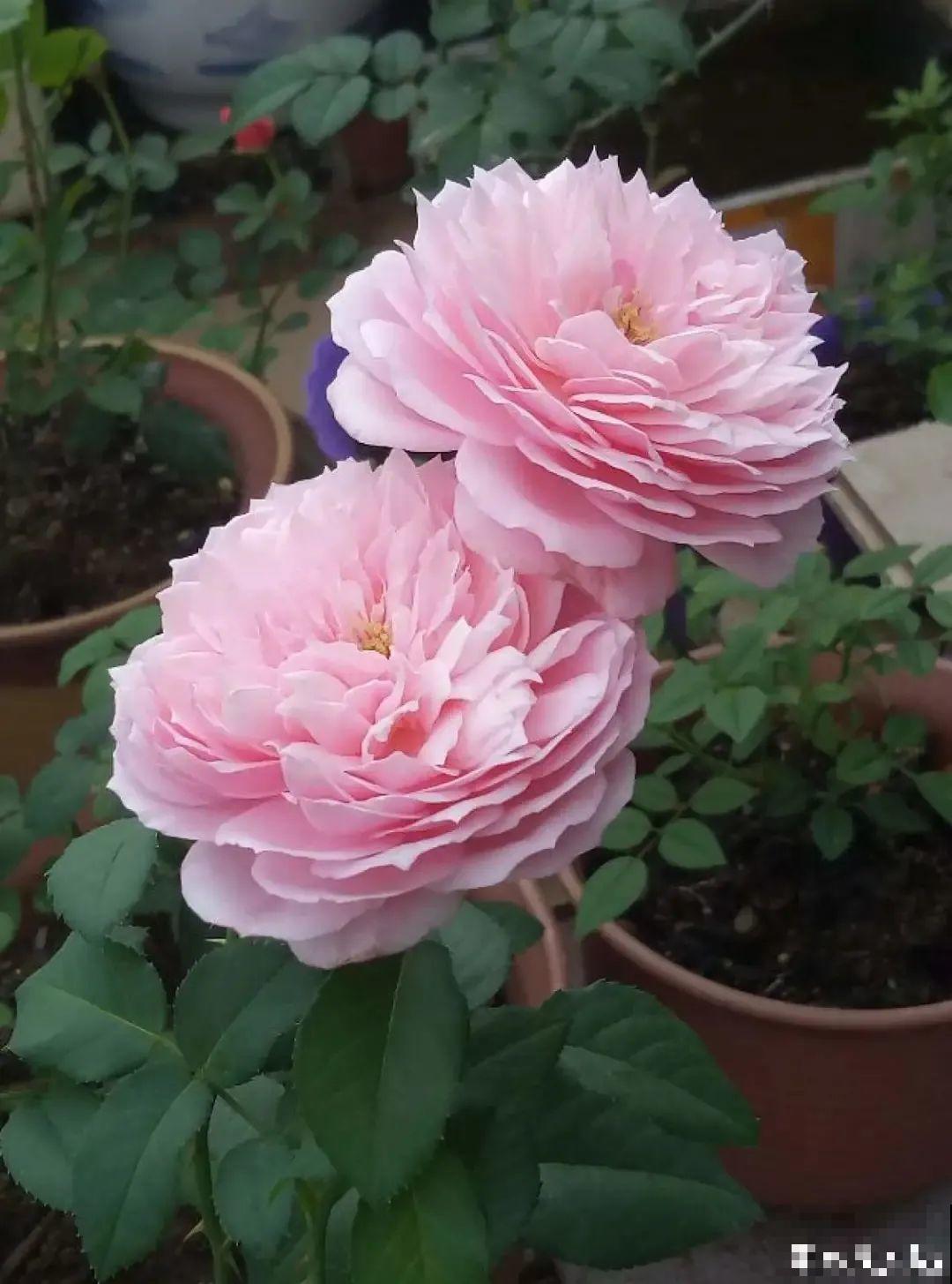 养月季会上瘾,尤其是这9种,秋天长出大花苞 养月季会上瘾,尤其是这9种,秋天长出大花苞