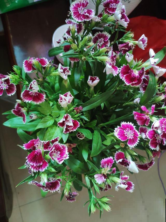 石竹好看还好养,连续开花5个月,秋天错过太可惜 石竹好看还好养,连续开花5个月,秋天错过太可惜