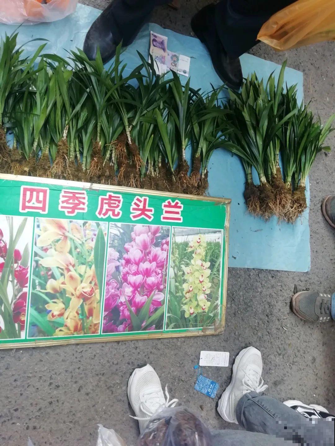 7种花，全是骗人的，白花冤枉钱！