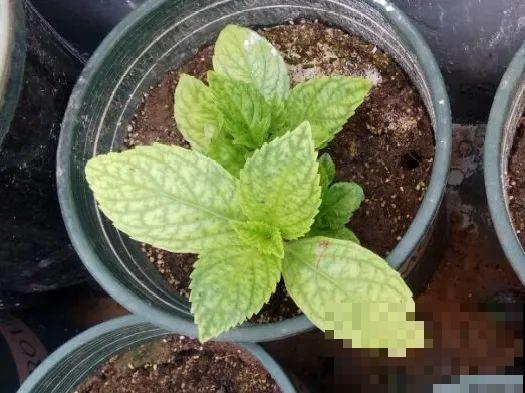 缺肥的7大表现，看清楚，再对症施肥！