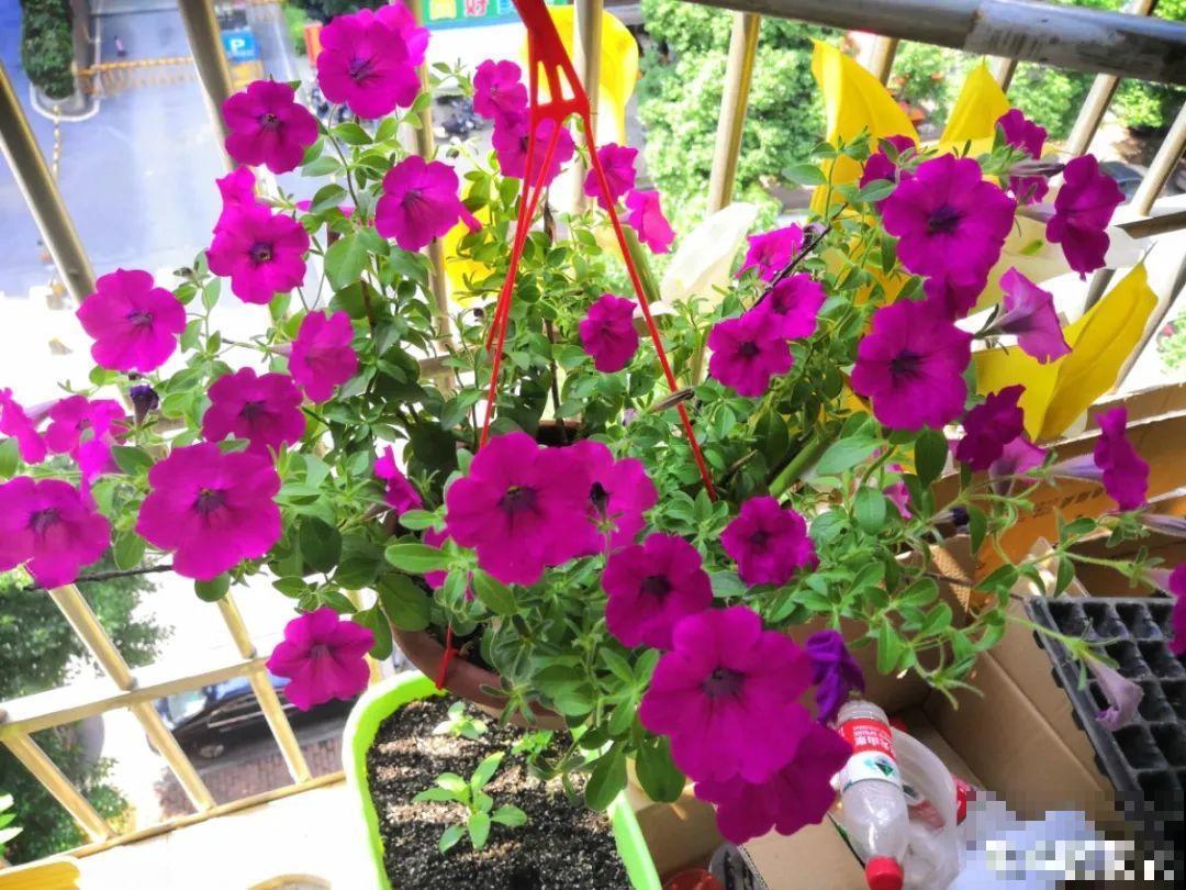 立秋后就养它，下个月爆盆，开花5、6次！