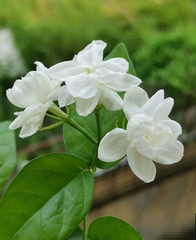 养花不要贪多，只选一个最好的品种，随便养养就爆盆！