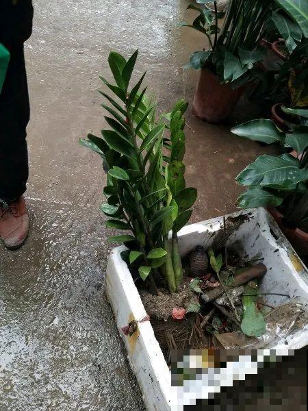 花堆成山,捡到手软,大麻袋都装不下了! 花堆成山,捡到手软,大麻袋都装不下了!