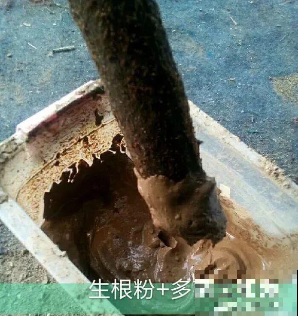 扦插有啥难？1根吸管，插活6盆花，太简单了！