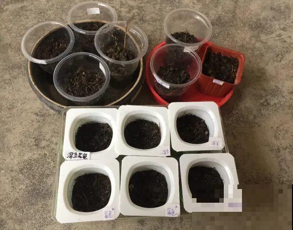 餐巾纸养花,成功率100%,简单又实用! 餐巾纸养花,成功率100%,简单又实用!