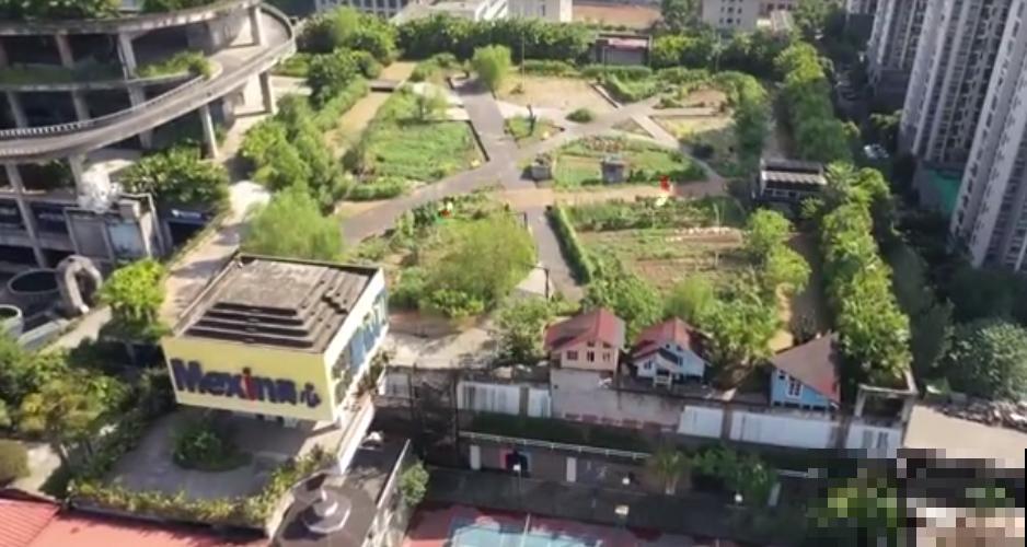 重庆一家企业,楼顶用来种菜养花,佩服! 重庆一家企业,楼顶用来种菜养花,佩服!