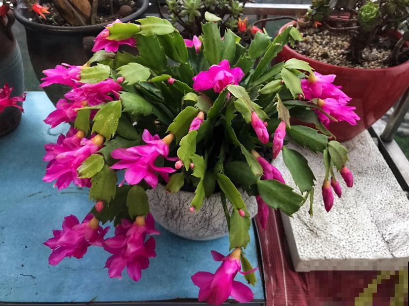 蟹爪兰要“贴秋膘”,肥水安排上,10月冒出满盆花苞 蟹爪兰要“贴秋膘”,肥水安排上,10月冒出满盆花苞