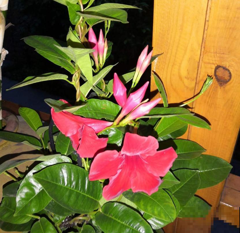 “开花机器”双腺藤,好看还爱爬墙,一年四季开花不停! “开花机器”双腺藤,好看还爱爬墙,一年四季开花不停!