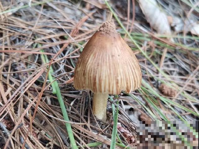20种毒蘑菇，遇到千万别碰，贪吃必送医院！