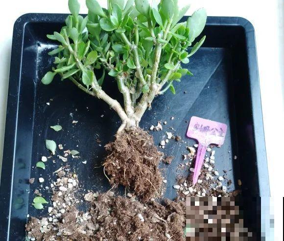 养花不一定要用大花盆，8种花要换小盆，挤着养才能长好