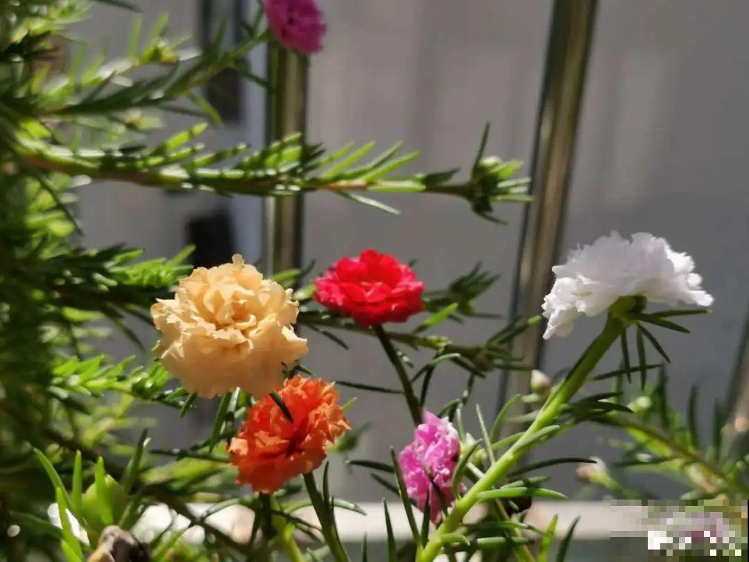 8种花,养小不养老,越老开花越少! 8种花,养小不养老,越老开花越少!