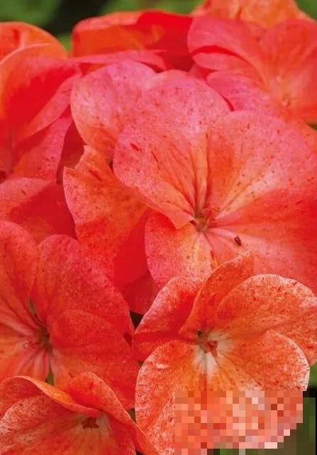 天竺葵太能开,一年能开大半年,花多还易爆盆! 天竺葵太能开,一年能开大半年,花多还易爆盆!