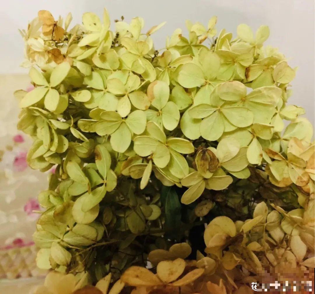 把花剪下来，倒挂几天风干，就能变成永生花！