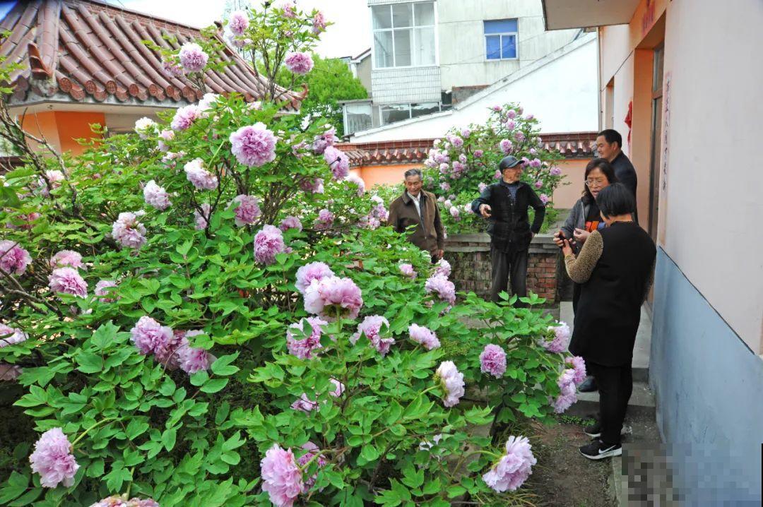 407岁古树，熊孩子玩火烧坏，只剩树皮还能活？