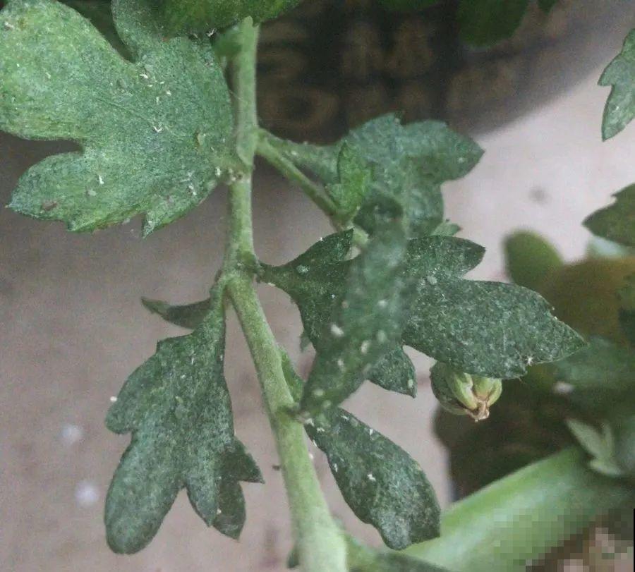 下个月开始，这10种花不能剪，剪了没花看，白养大半年！