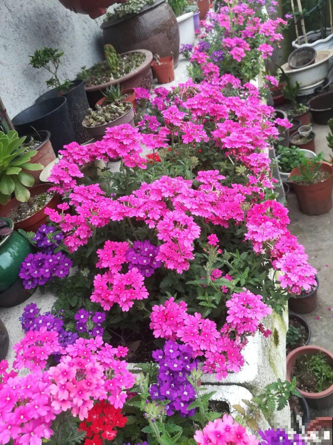 9月后就养这些花,比绿萝好养,疯狂开花到明年! 9月后就养这些花,比绿萝好养,疯狂开花到明年!