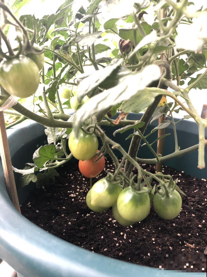 圣女果还用买？在家养一盆，吃都吃不完！