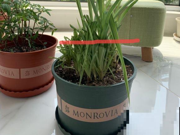 养花不一定要用大花盆，8种花要换小盆，挤着养才能长好