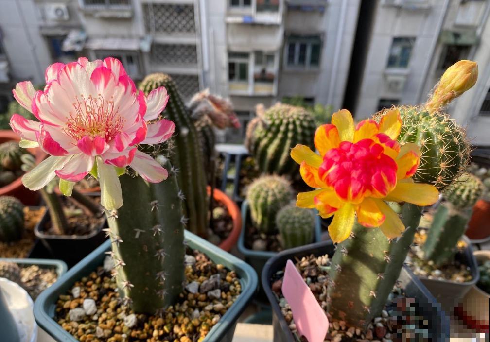 小众冷门仙人球,开花美过荷花,勤花又好养! 小众冷门仙人球,开花美过荷花,勤花又好养!