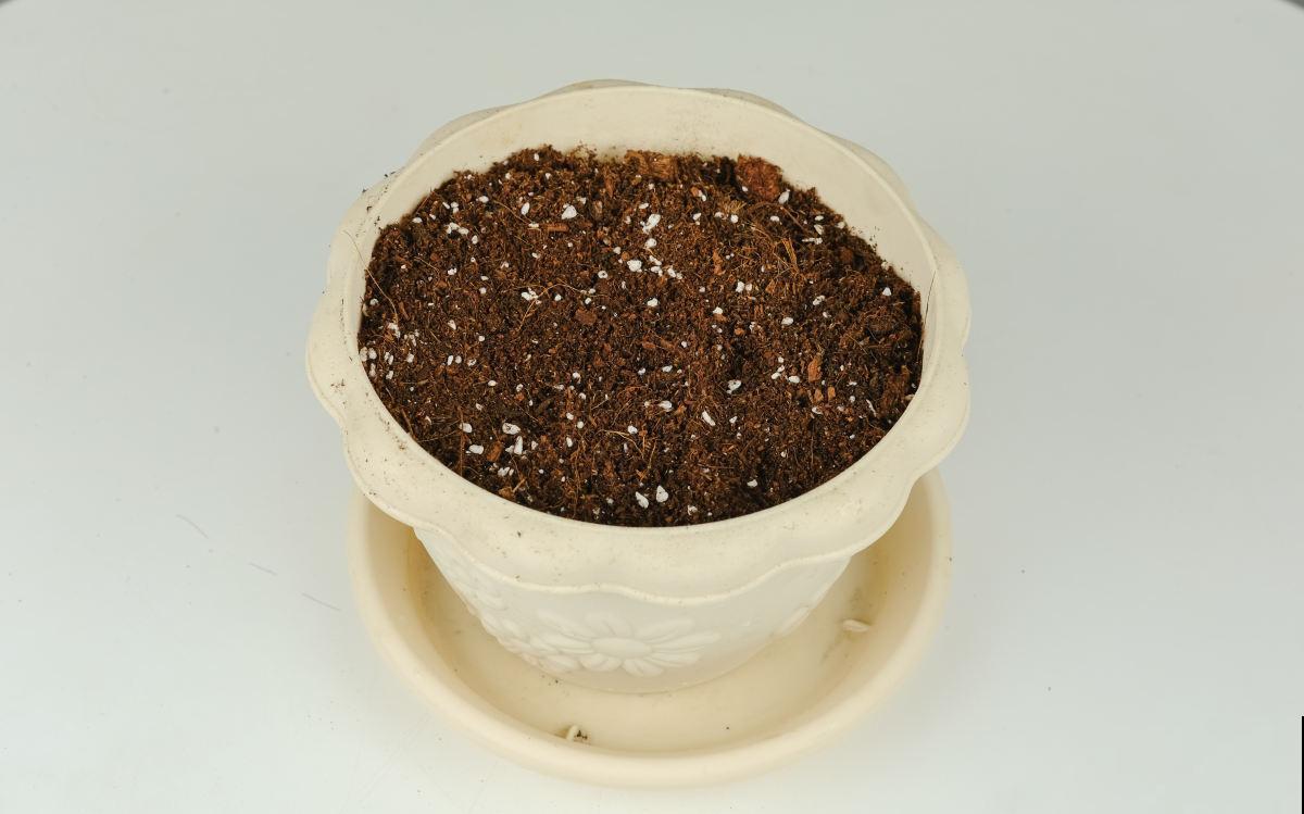 植物根系很重要,养得白白胖胖,才能开花多 植物根系很重要,养得白白胖胖,才能开花多