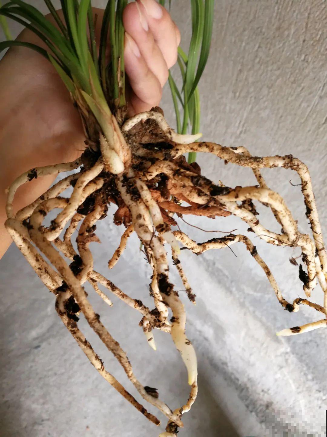 花堆成山,捡到手软,大麻袋都装不下了! 花堆成山,捡到手软,大麻袋都装不下了!