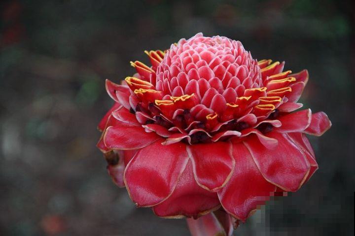 9种罕见又美妙的植物,你要认识一种,我都承认你厉害! 9种罕见又美妙的植物,你要认识一种,我都承认你厉害!