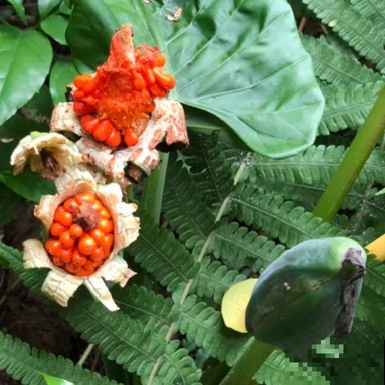 罂粟花不能随便种,私自种植,就得薅光 罂粟花不能随便种,私自种植,就得薅光