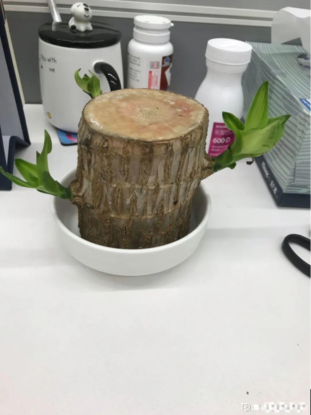 网红“巴西木”丢水里,1个月发霉了,咋办? 网红“巴西木”丢水里,1个月发霉了,咋办?