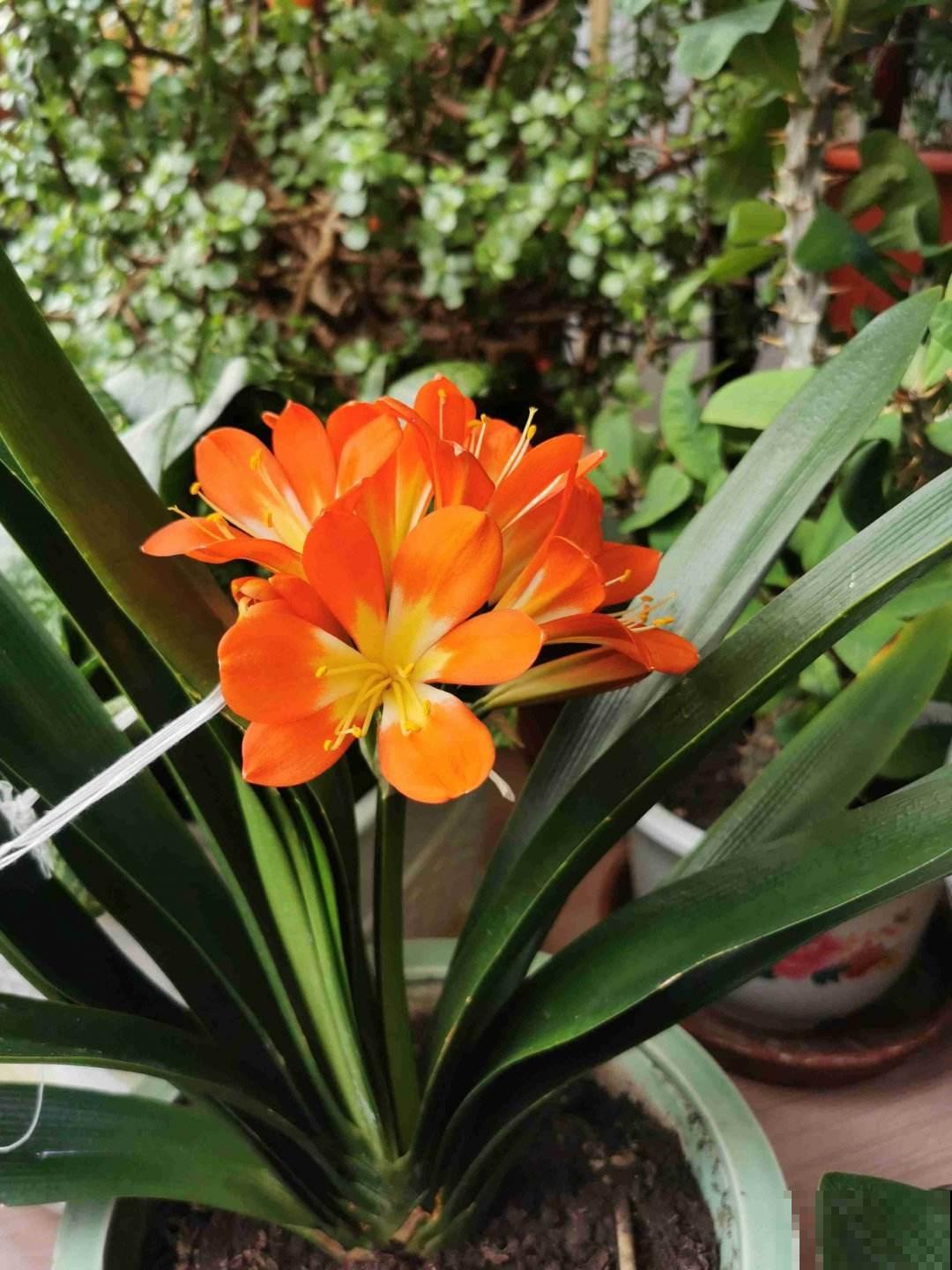 君子兰水太深，新手要摆正心态，学会避坑才能买到好兰