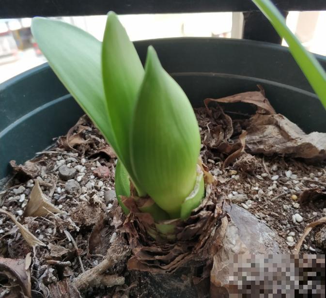 为什么朱顶红要休眠?因为不休眠,很可能不开花! 为什么朱顶红要休眠?因为不休眠,很可能不开花!