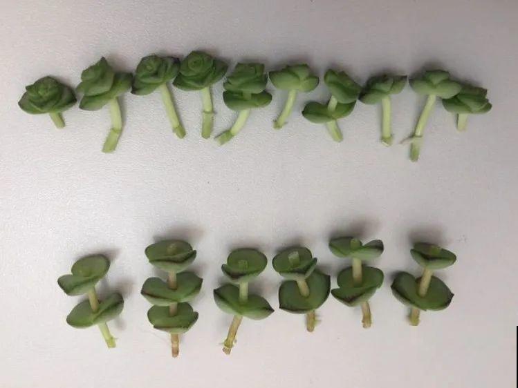 扦插这些花,只需摘几片叶子,生根太容易! 扦插这些花,只需摘几片叶子,生根太容易!