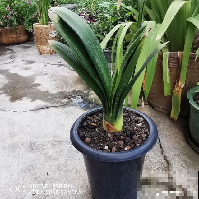 8种花换盆,换好了生一堆,换错立马死! 8种花换盆,换好了生一堆,换错立马死!