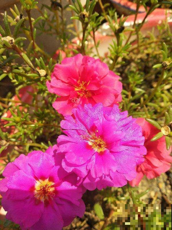 秋天养花,5个工作要提上日程,完了明年也不开花 秋天养花,5个工作要提上日程,完了明年也不开花