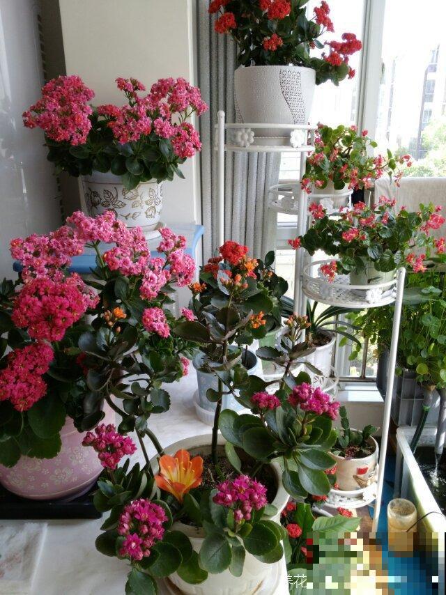 吐槽：那些不喜欢养花的人，总是这么说！