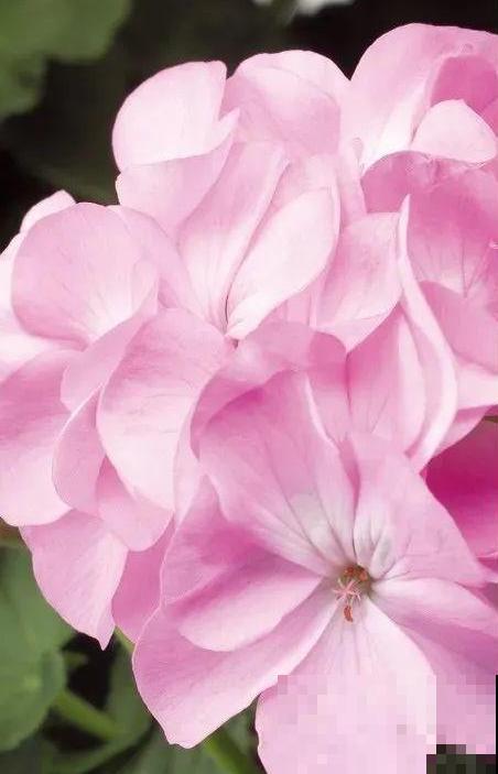 天竺葵太能开,一年能开大半年,花多还易爆盆! 天竺葵太能开,一年能开大半年,花多还易爆盆!