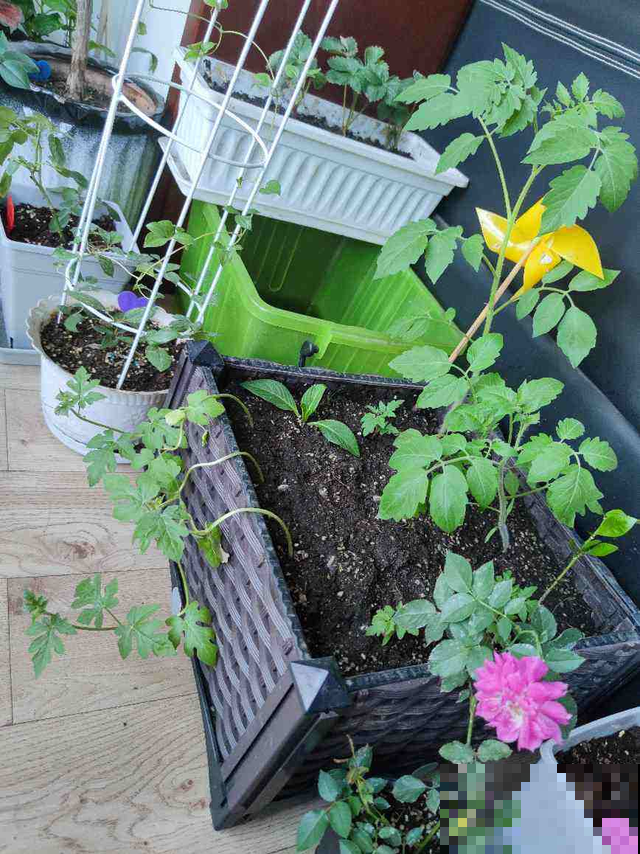 养花也要有度,阳台别摆太多花,小心压塌了! 养花也要有度,阳台别摆太多花,小心压塌了!