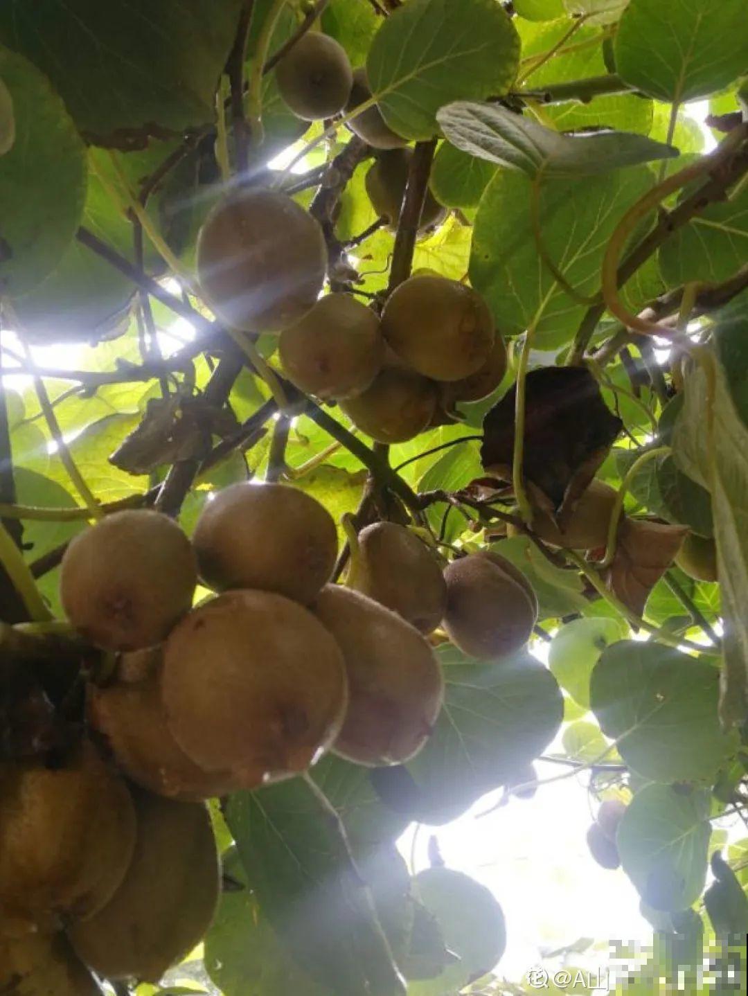 院子里种棵守家果树,镇宅风水好,旺人旺家 院子里种棵守家果树,镇宅风水好,旺人旺家